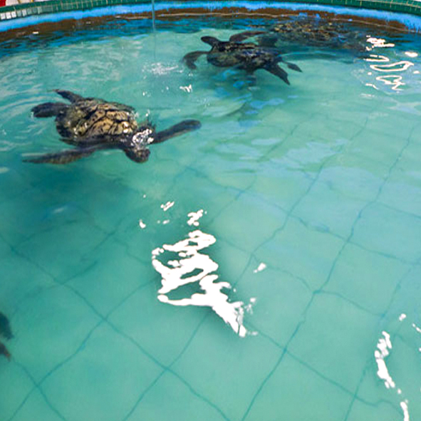 Visitar el Acuario CER-MAR – PUERTO PEÑASCO, PLAYAS